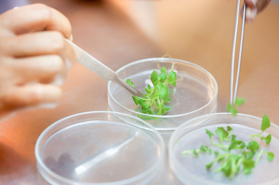 How nanotechnology is shaping the future of agriculture